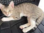 European Kittens Looking for Kind Home