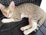 European Kittens Looking for Kind Home