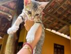 Kittens for Kind Home