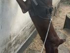 Doberman Dog