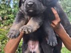 Germen Shepered Puppies