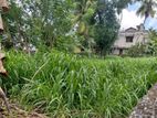 Excellent Land for Sale Borelesgamuwa