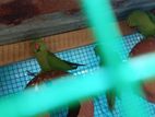 4 Parrot with Cage