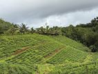🌿 EXCLUSIVE ECO / AGRO TOURISM ESTATE FOR SALE–BULATHSINHALA