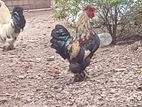 Exotic Bantam Rooster