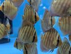 Export Quality Discus fish