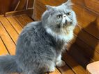 Extreme Punch Face Cat (Male)