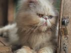Persian Cat for Crossing