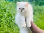 Extreme Punch Persian Kitten