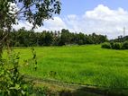 Facing a Paddy field view Land Kadawatha