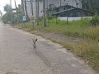 Facing colombo negombo main road 40perches bare Land for sale