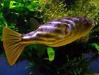 Fahaka Puffer fish