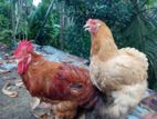 Farm Chickens