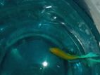 Fighter Fish
