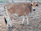 Farm Milk Cow