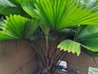 Fan Palm plant