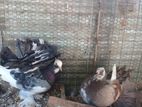 Fantail Pigeon