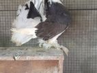 Pigeon