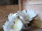 Fan Tail Pigeons