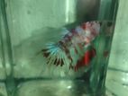Fancy Betta Fish