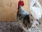 Fancy Chicken