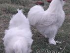 Fancy Chicken