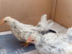 Fancy Chicken