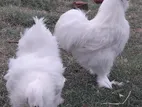 Fancy Chicken