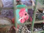 Fancy Chickens