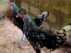 Fancy Chickens