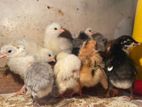 Fancy Chicks