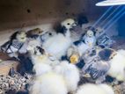 fancy chicks (bantoms)