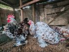 Fancy Chicken