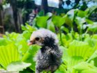 Farm Chicks