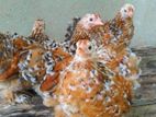 Fancy Chicks