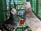 Fancy Pigeon
