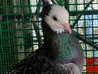Fancy Pigeon