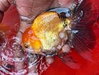 Fancy Goldfish