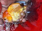 Fancy Goldfish Fish