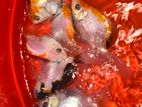 Fancy Goldfish