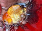 Fancy Goldfish