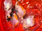 Fancy Goldfish