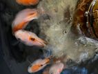 Fancy Goldfish