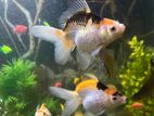 Fancy Goldfish