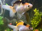 Fancy Goldfish