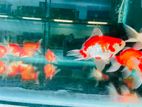 Fancy goldfish