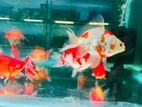 Gold Fish