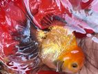 Fancy Goldfish Large Pair