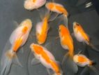 Gold Fish