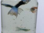 Fancy Guppies